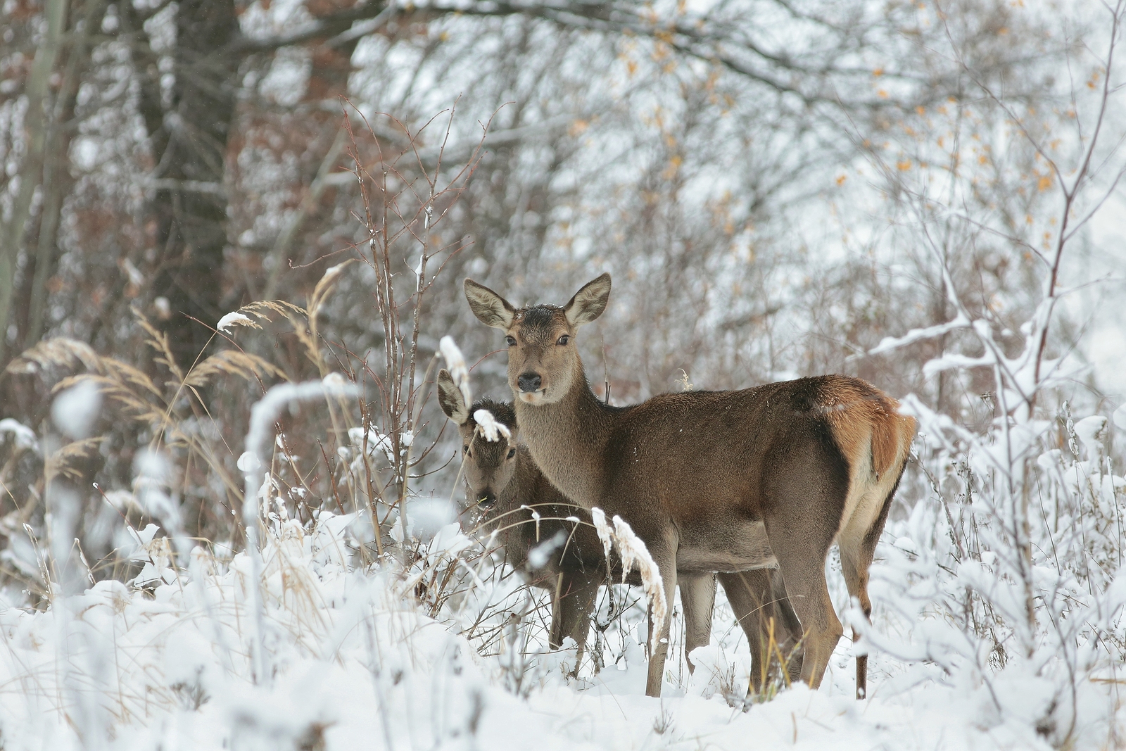 Are Animals Trying To Tell Us Something?